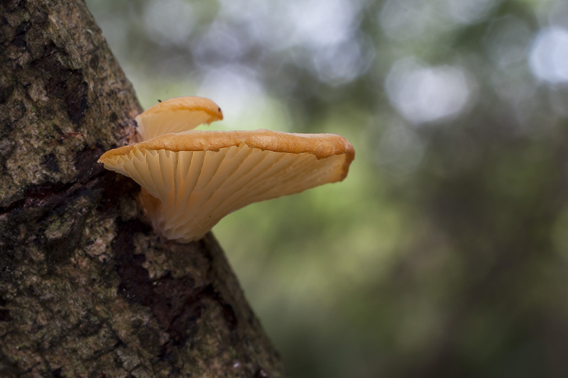 Lentinus suavissimus